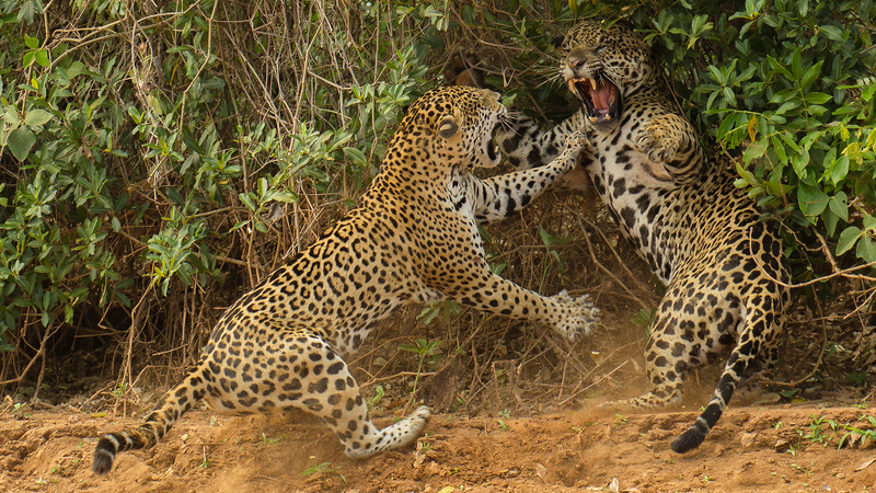 Illustration for article titled Las imágenes de animales más impresionantes de 2013